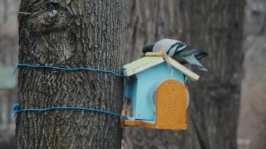 Şehir güvercini kanatlarını bir kuş evinin çatısında bir ağaç gövdesine bağlı bir kuş besleyiciyle kanatçırpıyor. Erken soğuk bahar. Kabuk arka plan. Vahşi kuşların ormanda veya şehir parkında hayatta kalmalarına yardım edin