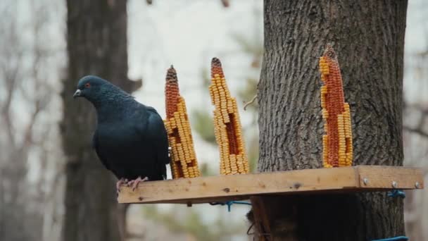 Merpati Berdiri Atas Pengumpan Diy Kreatif Untuk Burung Jagung Tongkol — Stok Video