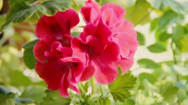 Çiçek açan semperflorens begonia, bir tencerede. Bahçe çiçek yatağı