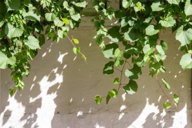Yeşil üzüm yaprakları beyaz sıvalı köy duvarından asmak veya f