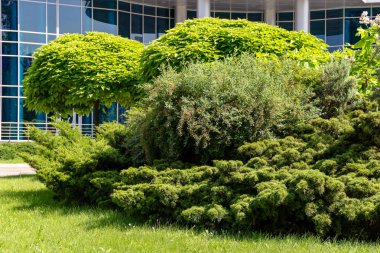 Bir arka plan üzerinde yuvarlak bir taç ile Yeşil dekoratif ağaç