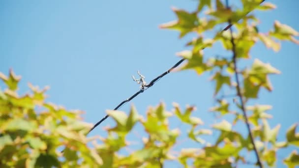 Verdrehen der Drähte der Straßenbeleuchtung im Außenbereich. tagsüber — Stockvideo