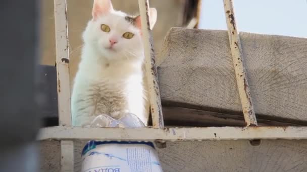 一只好奇的小猫咪正坐在阳台上. 白毛猫带着兴趣 — 图库视频影像