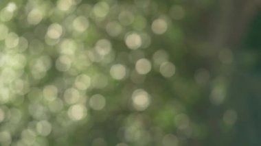 Soyut hareket eden yeşil ağaç Bokeh 'te hafif yumuşak renklerle odaklanmış arkaplan