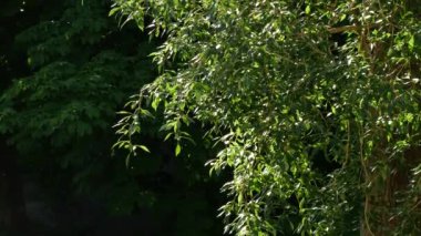 Baharın başında bahçedeki, güneşli bahçedeki ya da parktaki ağaçların doğal yeşil yaprakları.