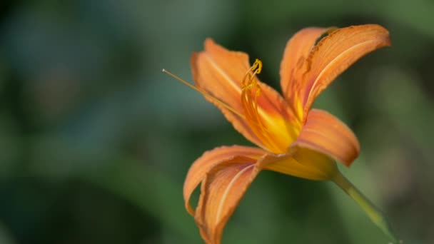 Schöne orangefarbene Blüte Hemerocallis fulva aus nächster Nähe. Blühende Goldtaglilie — Stockvideo