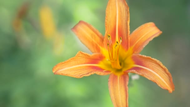Красива помаранчева квітка Хемерокалліс Фулва крупним планом. Квітуча золота лілія — стокове відео