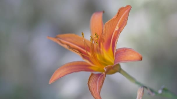 Όμορφο πορτοκαλί λουλούδι Hemerocallis fulva close-up. Ανθισμένα χρυσά νούφαρα — Αρχείο Βίντεο