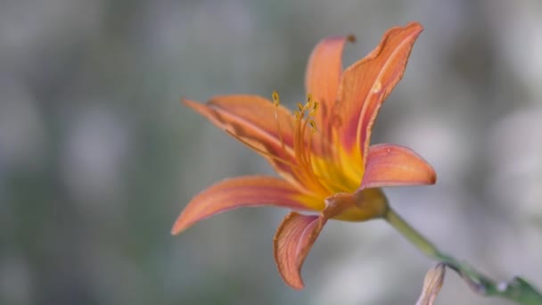 Schöne orangefarbene Blüte Hemerocallis fulva aus nächster Nähe. Blühende Goldtaglilie — Stockvideo