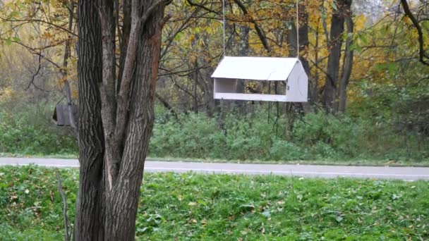 Wooden bird feeder is suspended from tree branches in autumn in October. A tit — Stockvideo
