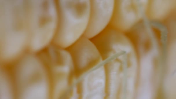 Спелые колосья кукурузы с ярко-желтыми зернами. Зеа Мэйс. Экстремальный макро-крупный план — стоковое видео