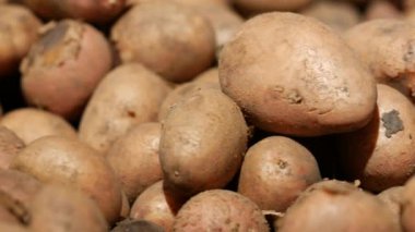 Patatesler bir süpermarkette bir rafta toprak izleri var. Genç patates.