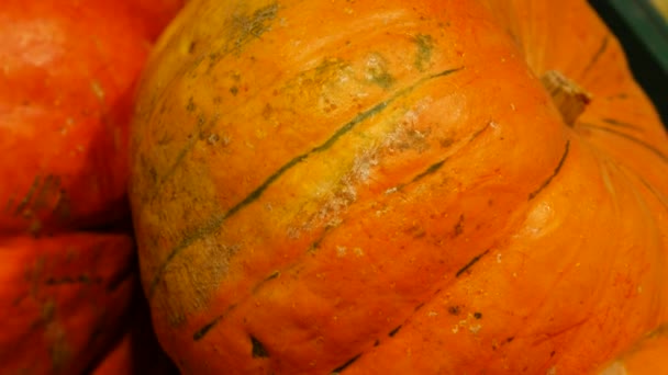 Abóboras laranja estão na prateleira no supermercado. Abóbora fresca grande na prateleira — Vídeo de Stock