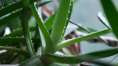Aloe ağacı yaprakları. Pencere pervazındaki tencerede ev yapımı aloe çiçeği. İlaç fabrikası.