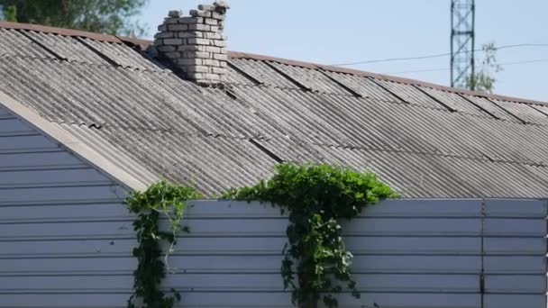 Escalada planta de uvas verdes decorativas na fachada do edifício industrial tapume — Vídeo de Stock