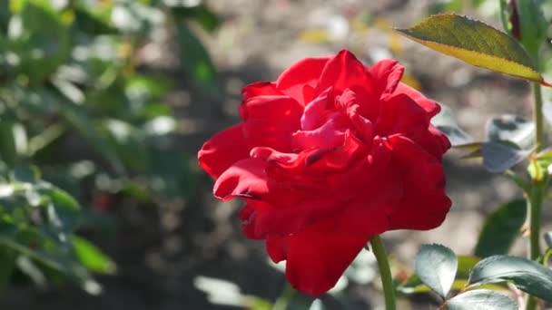 Rosa vermelha florescendo entre as folhas verdes em um dia ensolarado quente do verão. Close-up. Luz — Vídeo de Stock