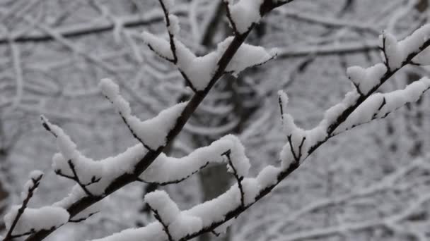 Stromy Pokryté Sněhem Silném Sněžení Větve Pokryté Sněhovými Vločkami Zimě — Stock video