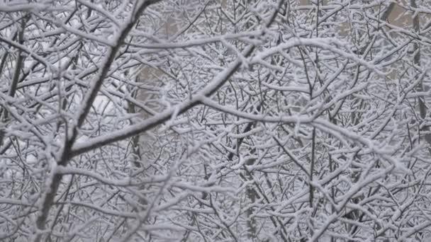 Деревья Покрыты Снегом После Сильного Снегопада Ветви Покрыты Снежинками Зимой — стоковое видео