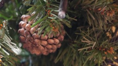 Geleneksel Noel ağacında parıldayan LED çelenk. Yapay çam iğneleri. Arındırma