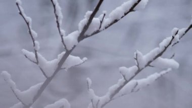 Şiddetli kar yağışı sonrası karla kaplı ağaçlar. Kar taneleriyle kaplı dallar.