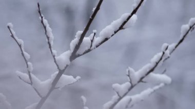 Şiddetli kar yağışı sonrası karla kaplı ağaçlar. Kar taneleriyle kaplı dallar.
