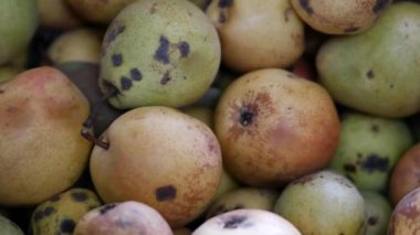 Olgun armutlar kutuda. Meyve hasattan sonra sıkıca paketlenir. Yeşil ve sarı