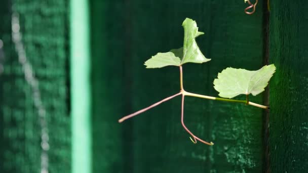 En grön kvist tar sig igenom sprickan i det målade trästaketet. — Stockvideo