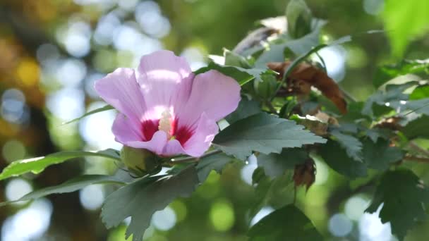 Schöne rosa Blüten von Lavatera trimestris. Blume der Baummalve, Lavatera — Stockvideo