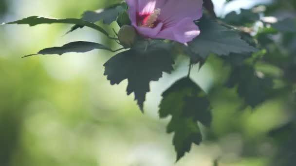 Belles fleurs roses de Lavatera trimestris. Fleur de Mauve Arbre, Lavatera — Video