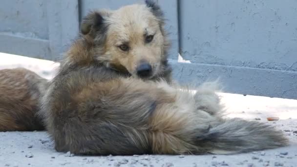 Die Mischlingshunde liegen an einem heißen Sommertag in der Nähe des geschlossenen Tores. Die Hunde ruhen sich aus — Stockvideo