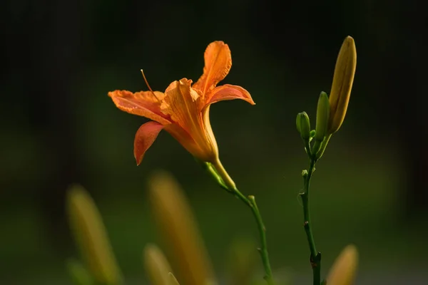 Lily Çiçekler Bir Bokeh Bulanık Bir Yeşil Zemin Üzerine — Stok fotoğraf