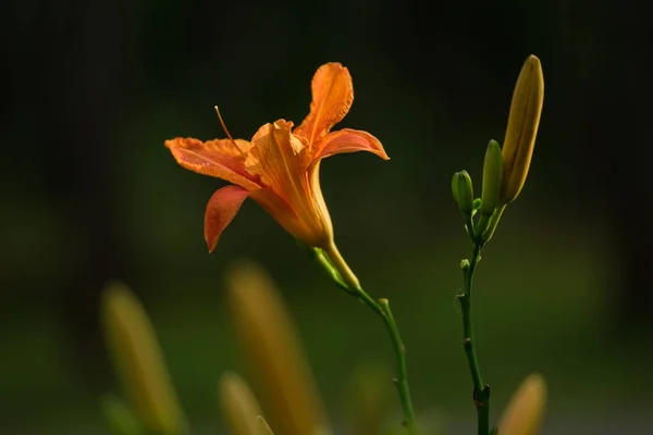 ユリの花をボケ味を持つ緑背景をぼかした写真に — ストック写真