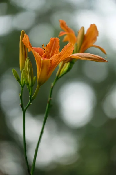 Lilienblüten Auf Verschwommenem Grünem Hintergrund Mit Einem Bokeh — Stockfoto