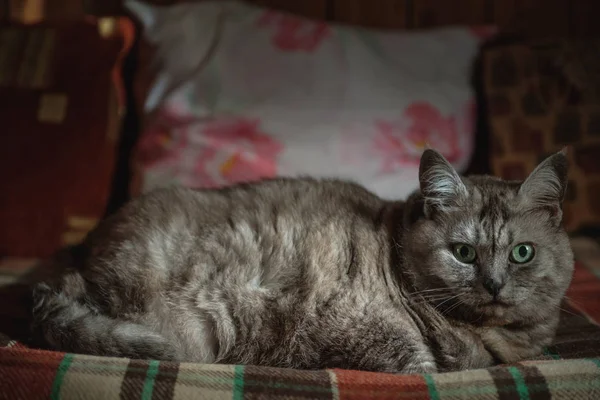 Eine Dicke Graue Katze Liegt Einem Holzhaus — Stockfoto