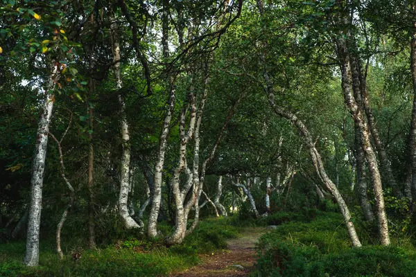 Vidoeiros Karelianos Curvos Floresta Nas Ilhas Solovetsky — Fotografia de Stock