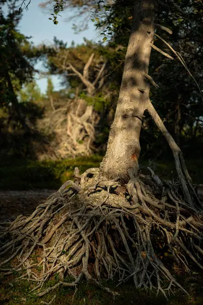 一个具有巨大根系统的小树的视图 — 图库照片