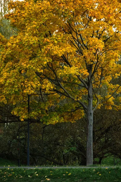 Otoño arce amarillo-rojo sobre un fondo de sauce verde —  Fotos de Stock