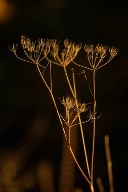 Siyah bir zemin üzerine otsu bitkilerin dal
