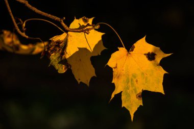 Sarı sonbahar akçaağaç yapraklarda siyah bir arka plan