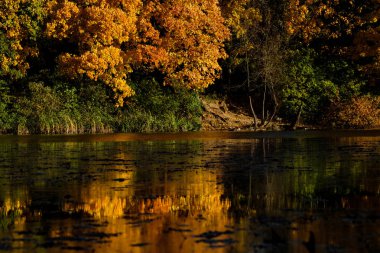 Akçaağaç sarı-kırmızı orman gölün kıyısında.