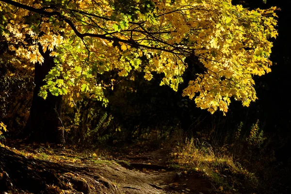 Yellow maple alley in the autumn forest.