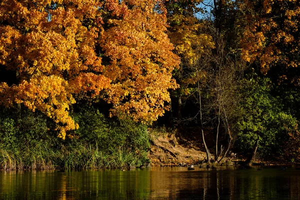 Akçaağaç sarı-kırmızı orman gölün kıyısında.