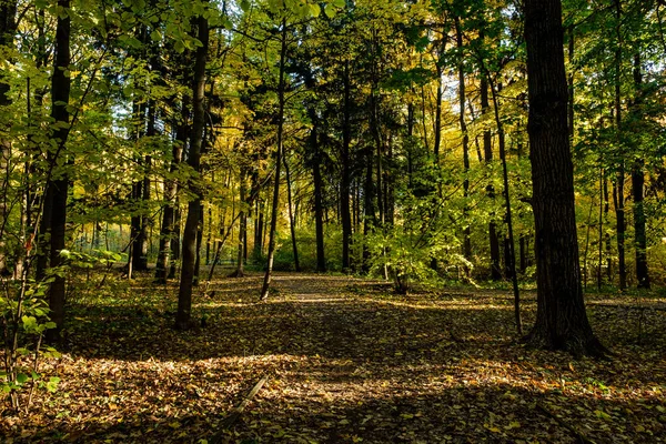 Sentiero Sole Nella Foresta Gialla Autunnale — Foto Stock