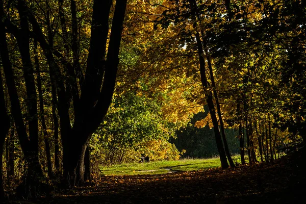 Beco de bordo amarelo na floresta de outono — Fotografia de Stock