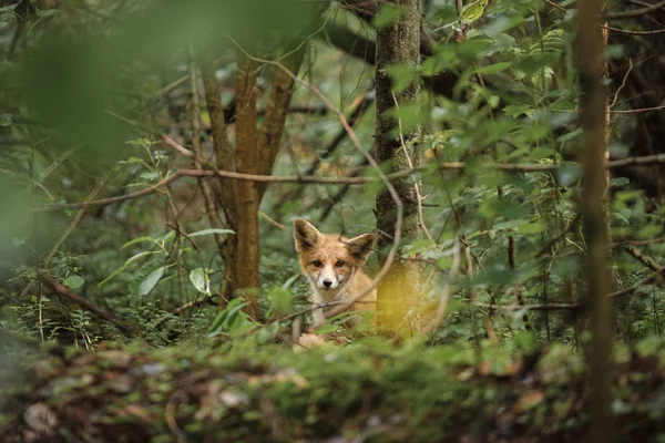 Red Fox w lesie latem — Zdjęcie stockowe