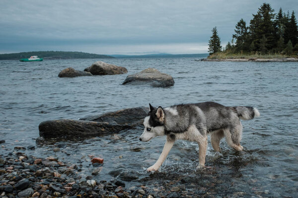 Husky walks on the coast of the Gulf of White sea.