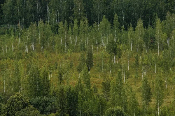 Vista de uma bela floresta rara de longe de uma altura — Fotografia de Stock