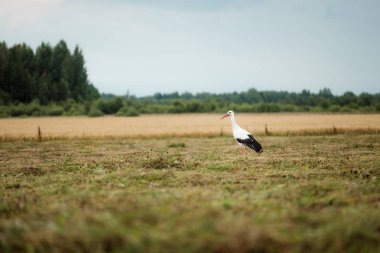 Tarımsal işler sırasında traktörün kestiği çimenlikteki leylek..