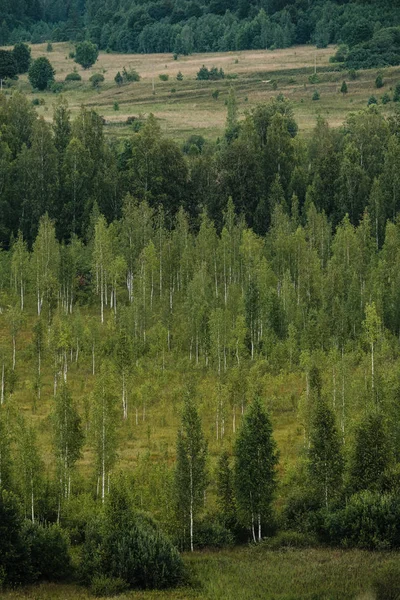 Pohled na krásný vzácný les z dálky z výšky — Stock fotografie