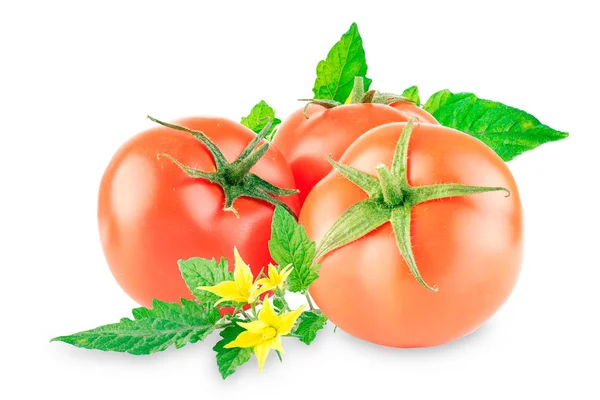Groupe de tomates mûres avec des feuilles sur un fond blanc — Photo